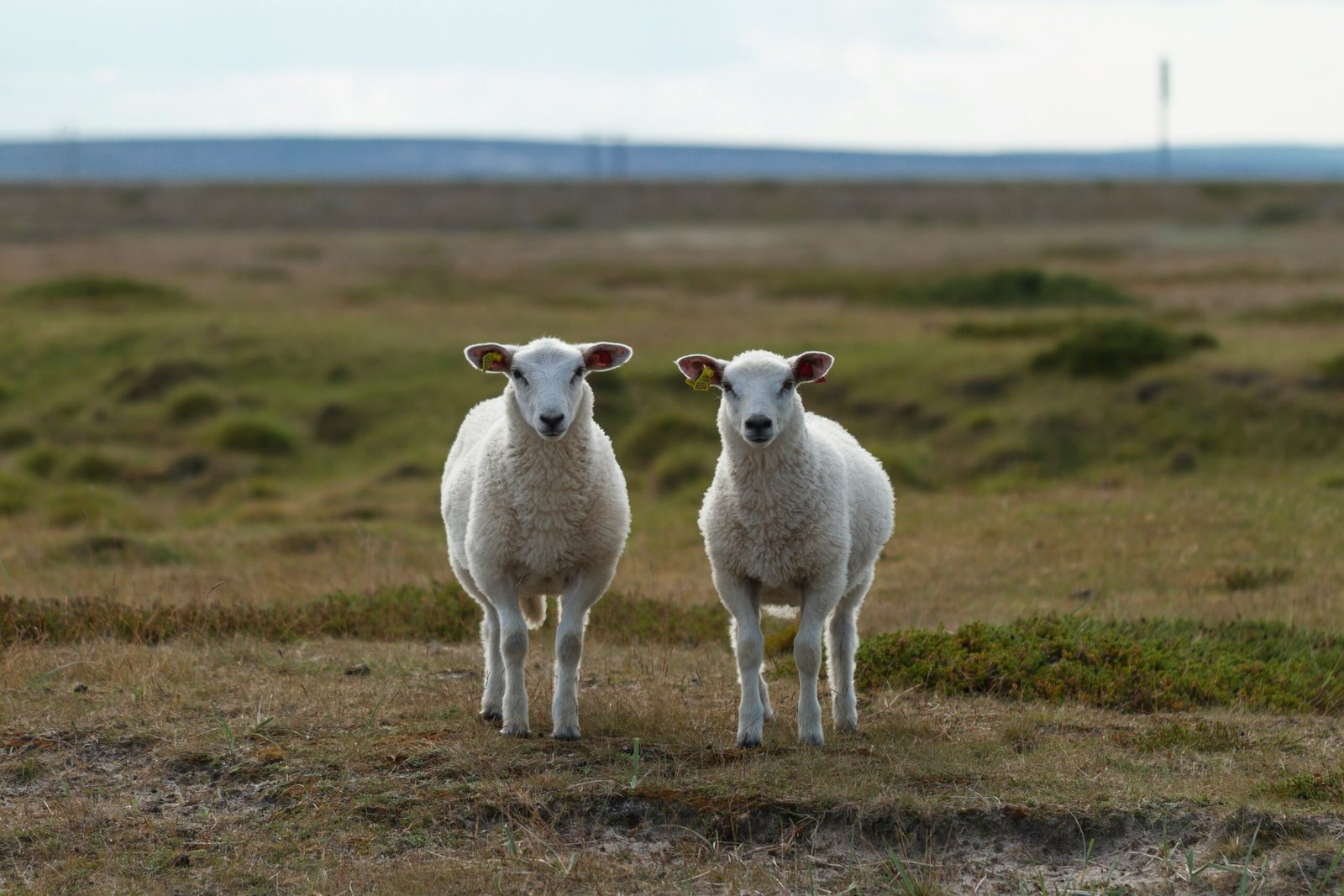 a couple of sheep standing on top of a grass covered field